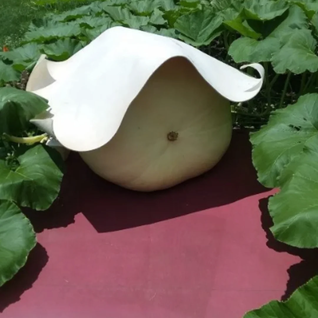 Better Reds Sunshine Reflector, Ground Cover for Boosting Tomato & Fruit Growth, by Dalen Products - Image 5