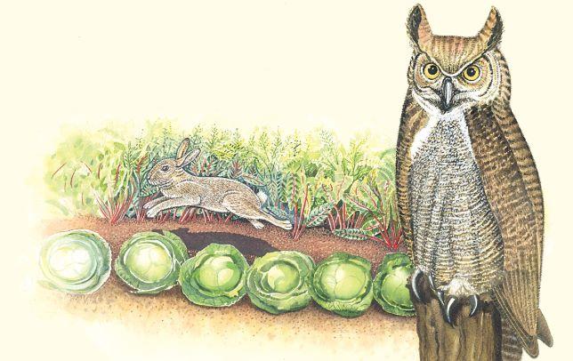 Inflatable Owl Decoy, 24", Natural Enemy Scarecrow Bird Deterrent, by Dalen Products - Image 7