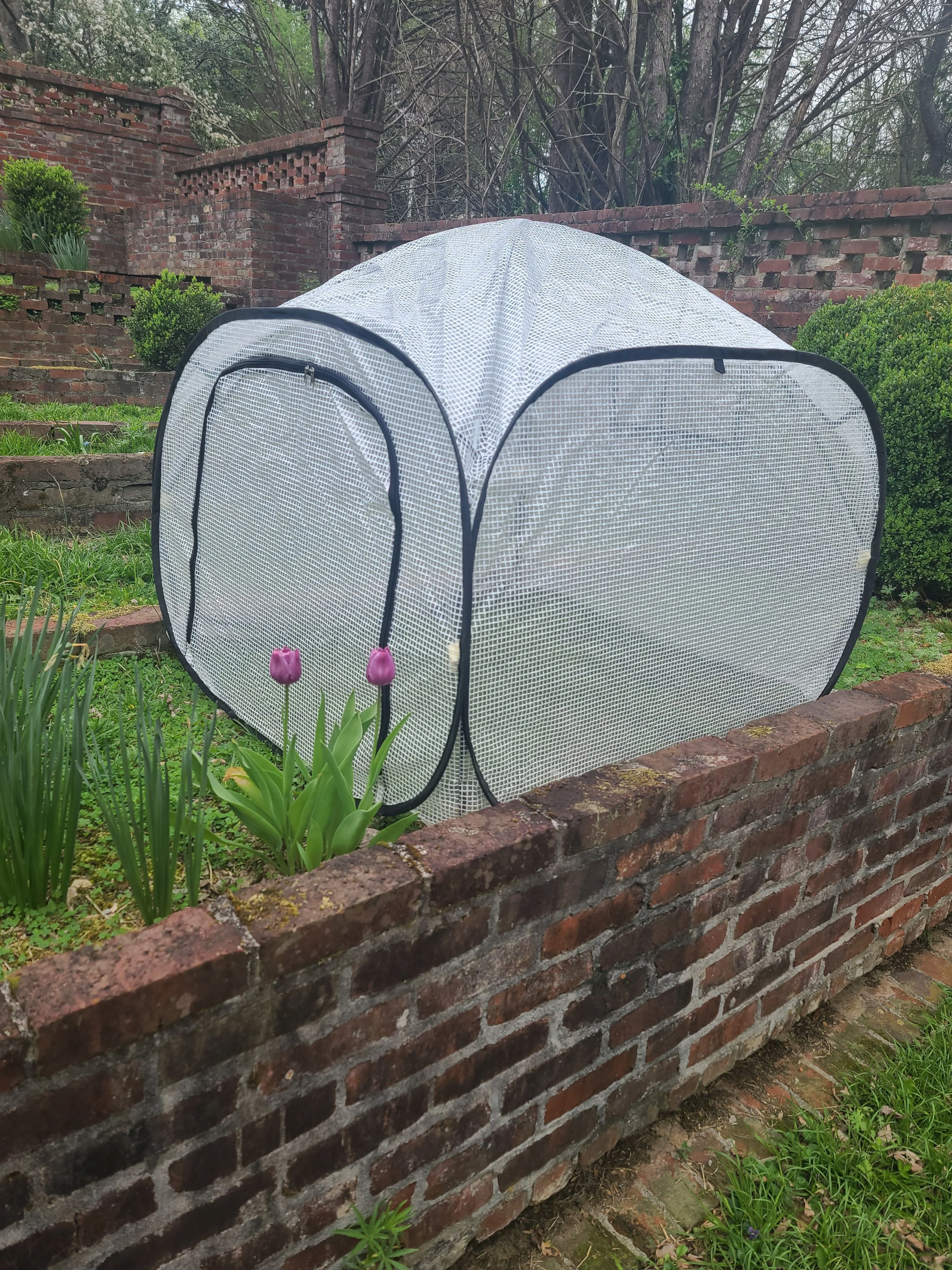 Pop-Up Greenhouse, 39", Protective Outdoor Plant Tent with Zipper Door, by Dalen Products - Image 3